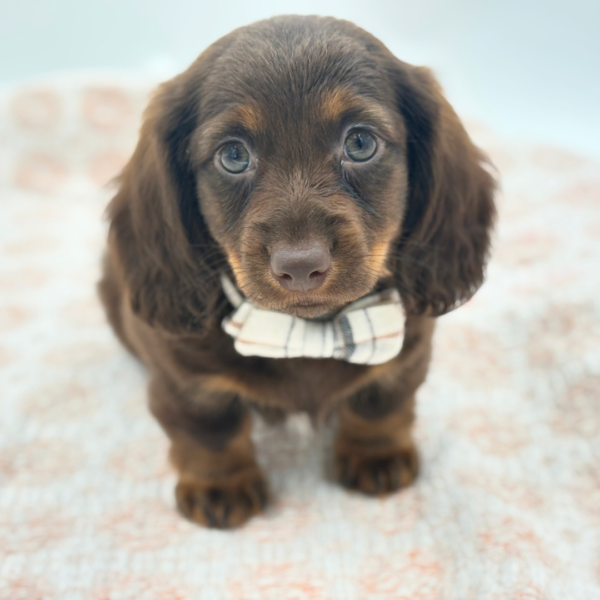 Charles - Dachshund - Image 1