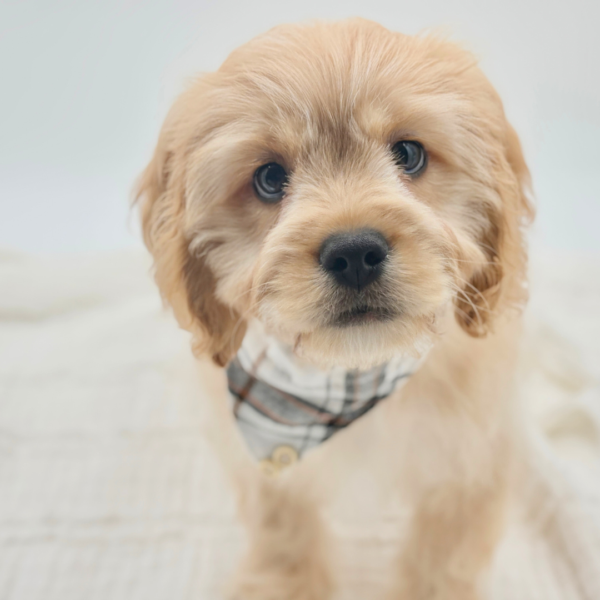 Romeo - Cavachon - Image 1