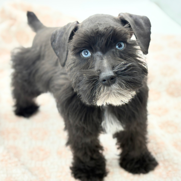 Kurt - Miniature Schnauzer - Image 5