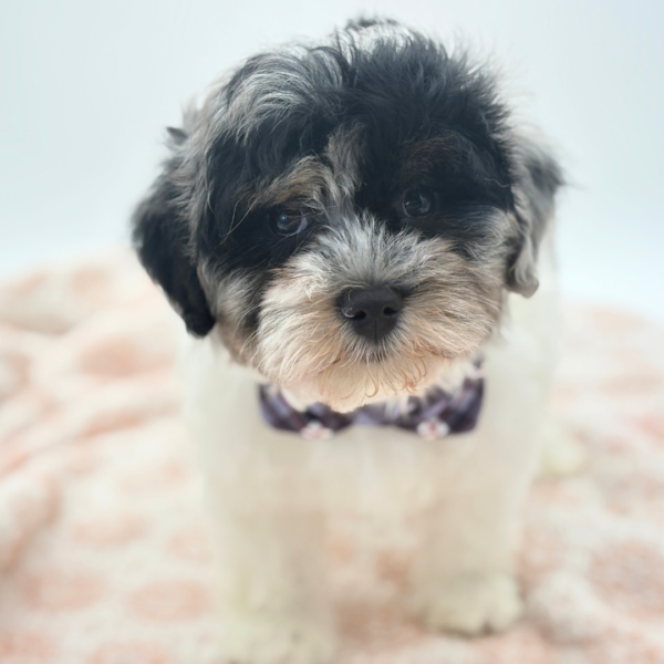 Klaus - Havapoo - Image 3