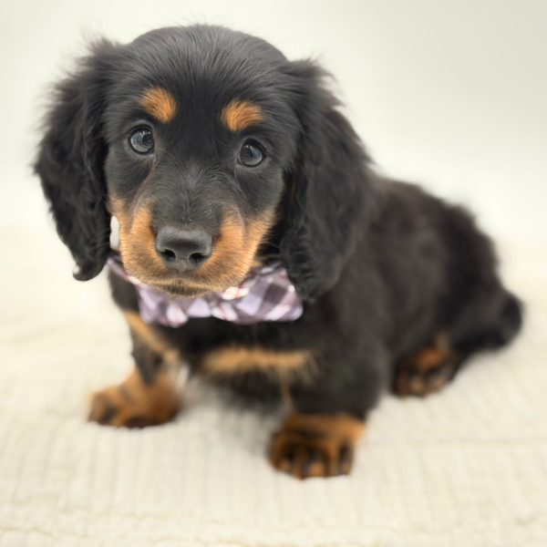 Monty - Dachshund - Image 4