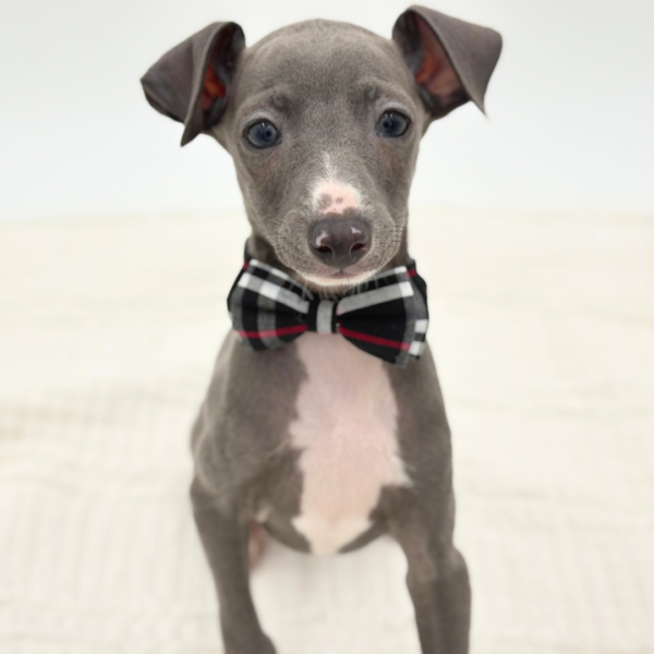 Arlo - Italian Greyhound - Image 4