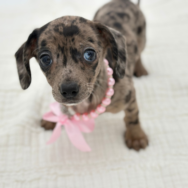 Valenna - Chiweenie - Image 3