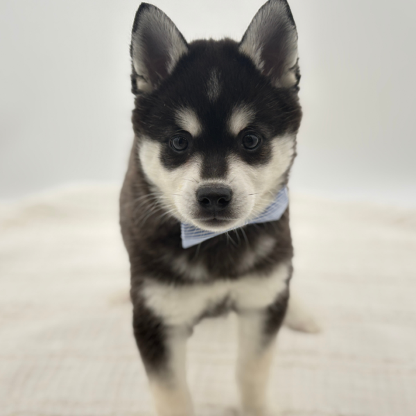 Nemi - Alaskan Klee Kai - Image 1