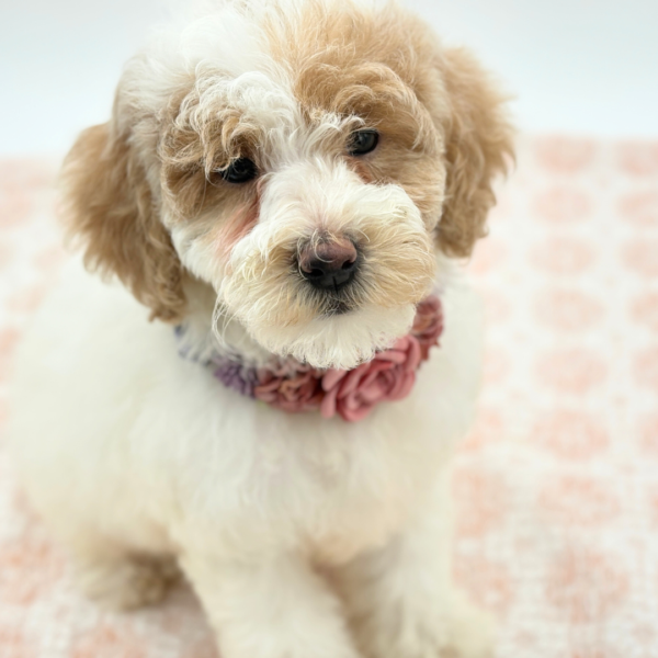 Lucy - Goldendoodle Mini 2nd Gen - Image 3