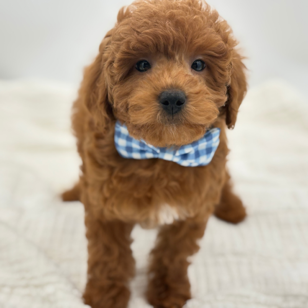 Peter - Goldendoodle Mini F1b - Image 3