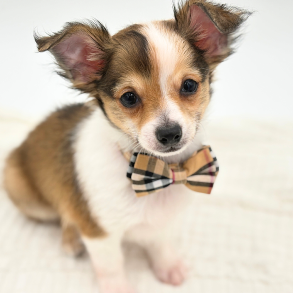 Flaco - Chihuahua - Image 3