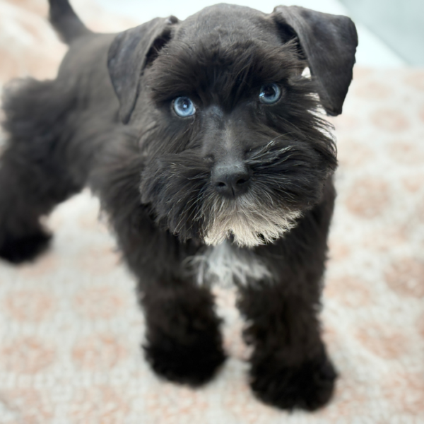 Kurt - Miniature Schnauzer - Image 2