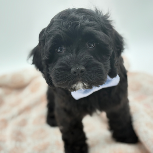 Lumen - Cock A Poo - Image 3