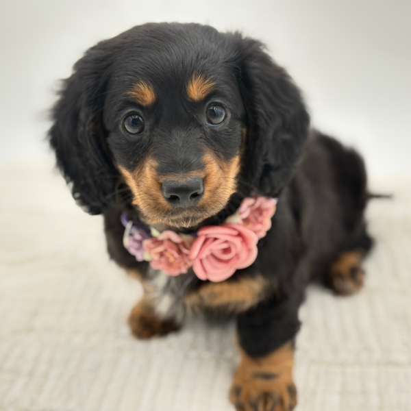 Felicity - Dachshund - Image 1