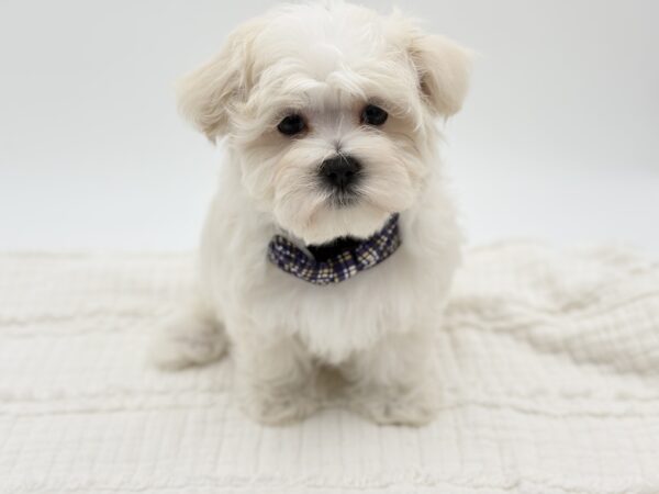 Casper - Maltese - Image 5