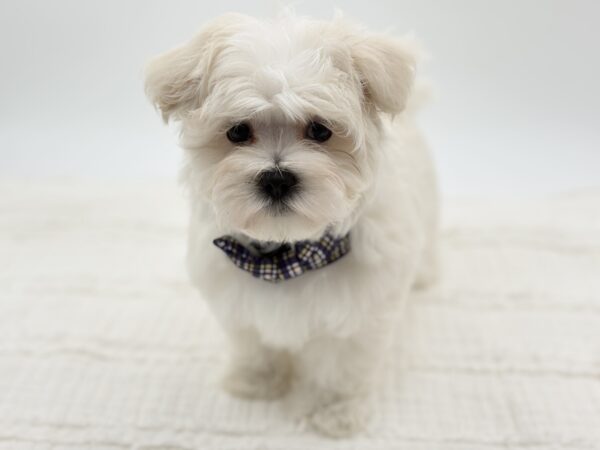 Casper - Maltese - Image 4