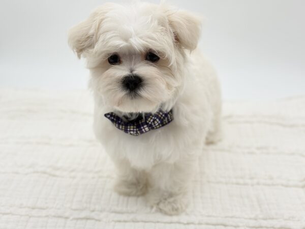 Casper - Maltese - Image 1