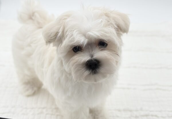 Casper - Maltese - Image 3