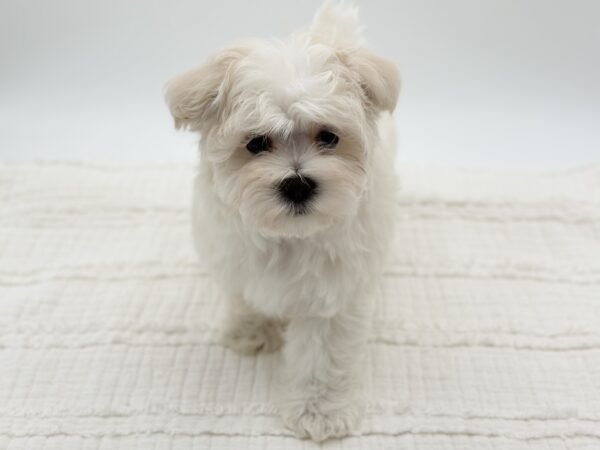 Casper - Maltese - Image 2