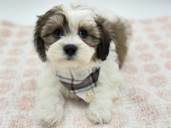 Scout - Teddy Bear - Image 2