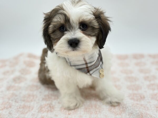 Scout - Teddy Bear - Image 3