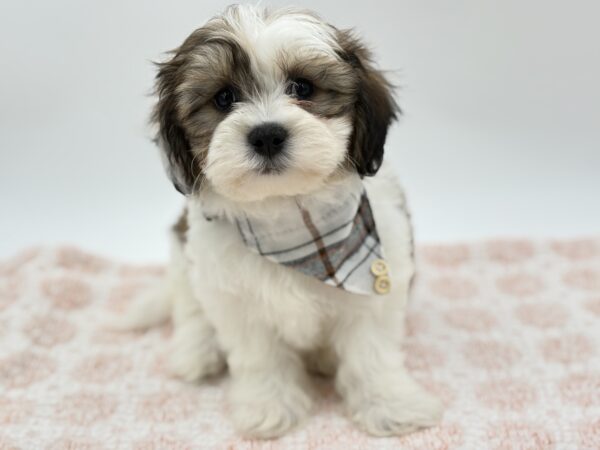 Scout - Teddy Bear - Image 1