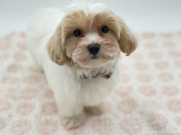 Oliver - Maltipoo - Image 2