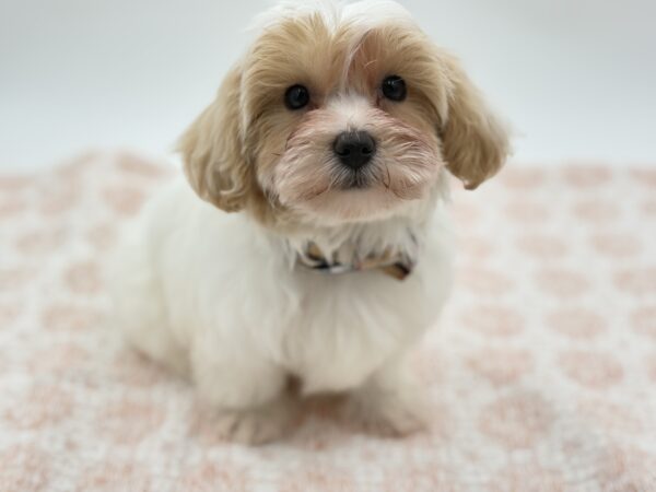 Oliver - Maltipoo - Image 1