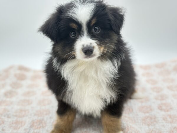 Ace - Miniature Australian Shepherd - Image 2