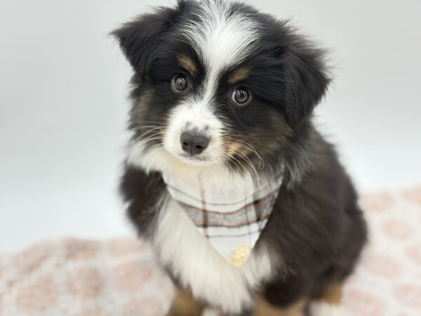 Ace - Miniature Australian Shepherd - Image 1
