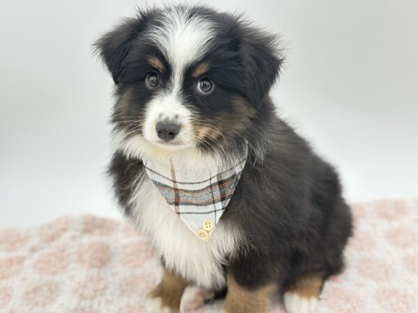 Ace - Miniature Australian Shepherd - Image 3