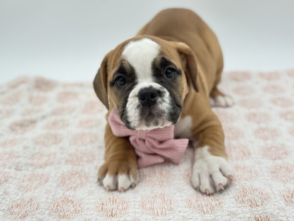 Hazel - Beabull 2nd Gen - Image 2