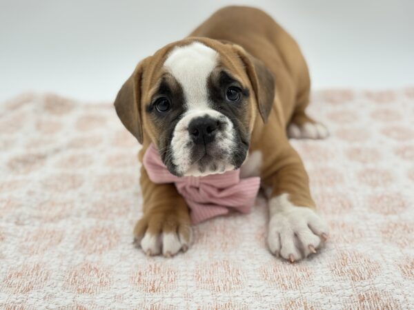 Hazel - Beabull 2nd Gen - Image 1