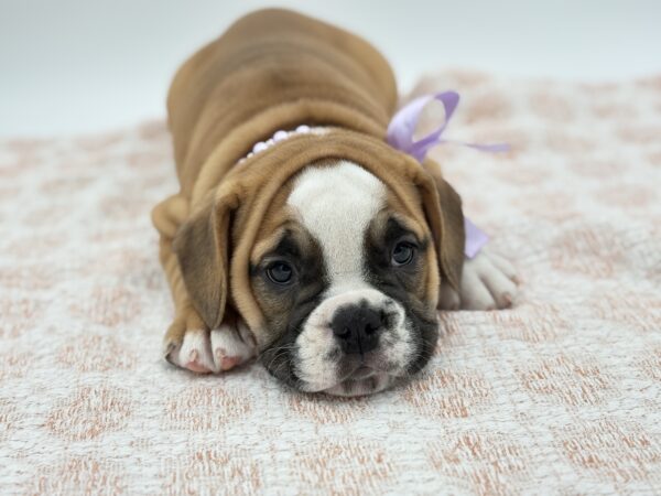 Hazel - Beabull 2nd Gen - Image 3