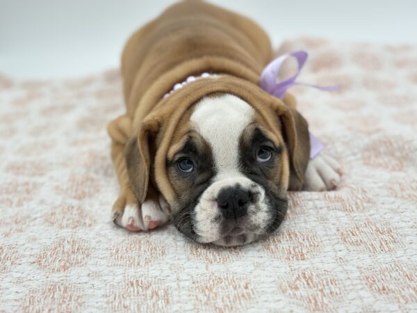 Hazel - Beabull 2nd Gen - Image 4