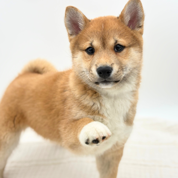 Rintaro - Shiba Inu - Image 1