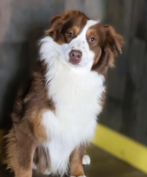 Friendship Farms Rusty