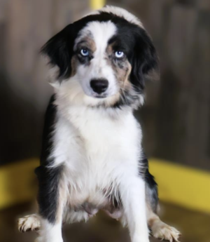 Friendship Farms Shasta