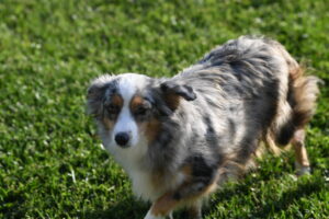Brookside Princess