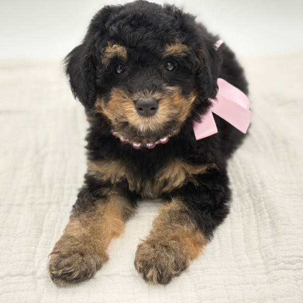 Cannoli - Poodle - Image 1