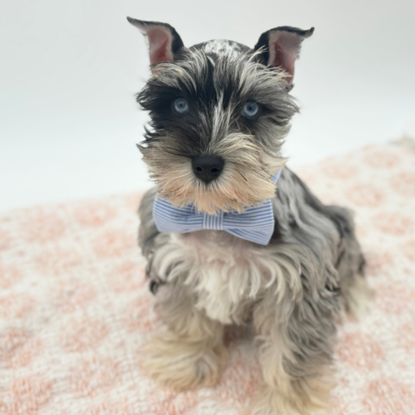 Cosmo - Miniature Schnauzer - Image 6