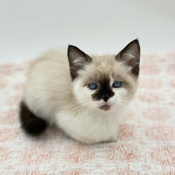 Kona - Siamese - Image 3