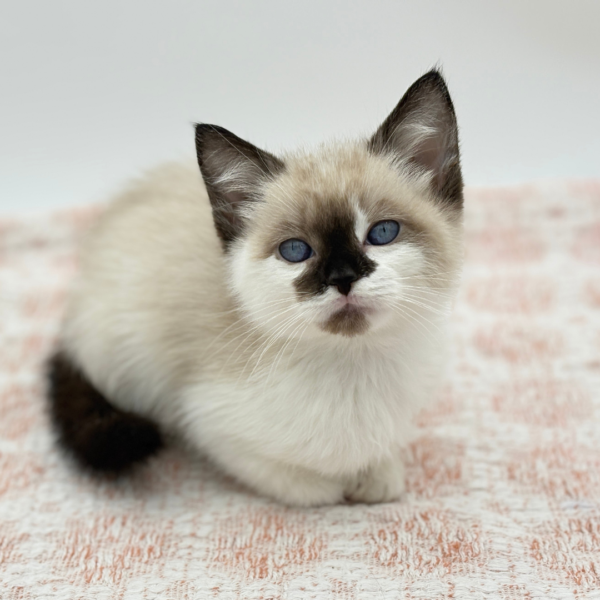 Kona - Siamese - Image 1