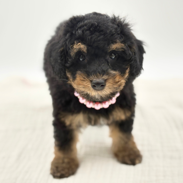 Cannoli - Poodle - Image 3