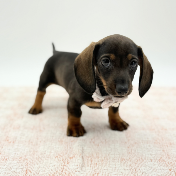 Penny — Dachshund — Image 3