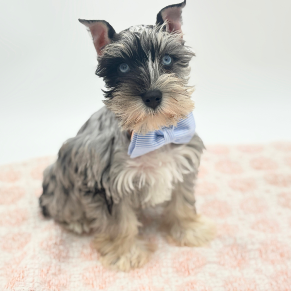 Cosmo - Miniature Schnauzer - Image 3
