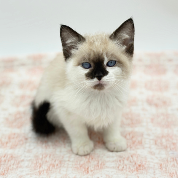 Kona - Siamese - Image 2