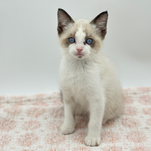 Mochi — photo 3