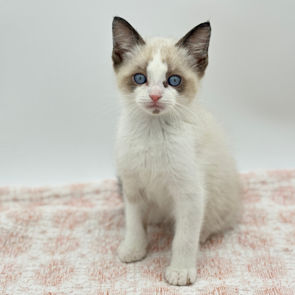 Mochi - Siamese - Image 3