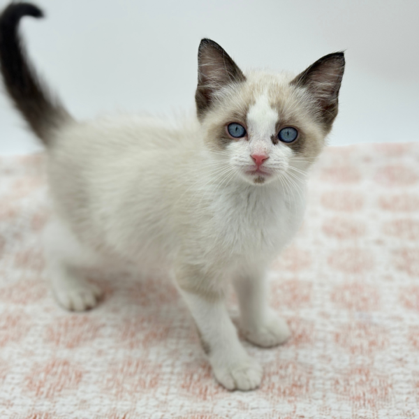 Mochi - Siamese - Image 2