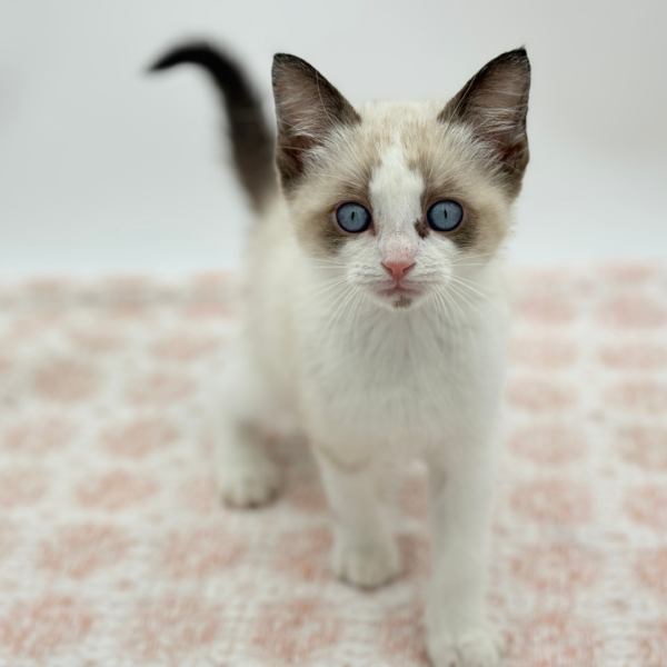 Mochi - Siamese - Image 1