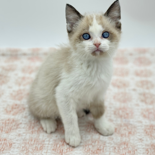 Merlin - Siamese - Image 2