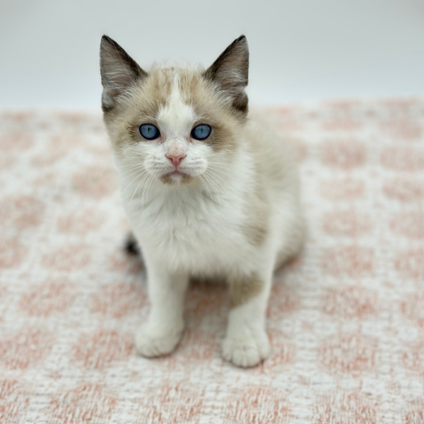 Merlin - Siamese - Image 3