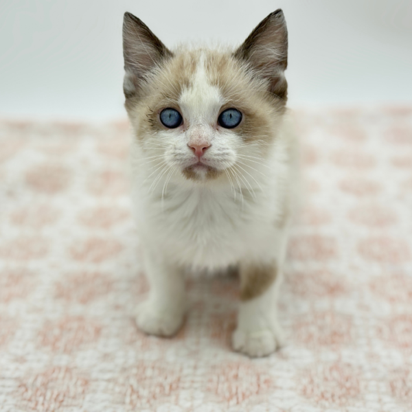 Merlin - Siamese - Image 4